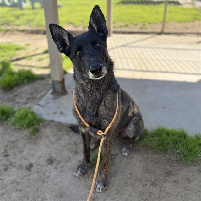 *WINRY - Dutch Shepherd available for adoption