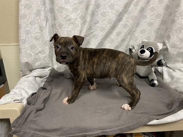 *MARK - American Pit Bull Terrier available for adoption