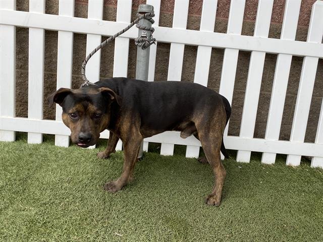 VLAD - Pit Bull Terrier available for adoption