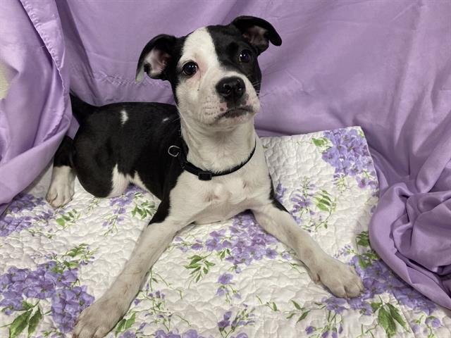 BABY - Staffordshire Bull Terrier available for adoption