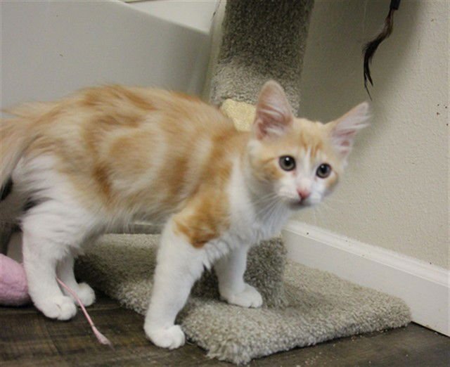 A604527 - Domestic Long Hair available for adoption