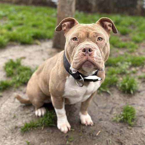 *MISTY - American Pit Bull Terrier available for adoption