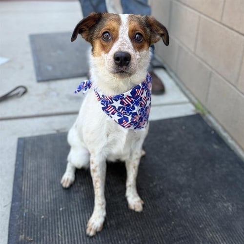 *SPRITE - Queensland Heeler available for adoption