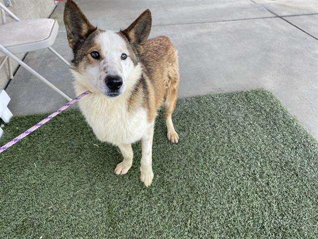 *AIDEN - Australian Shepherd / Border Collie available for adoption