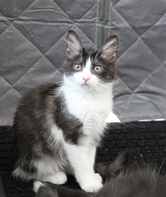 A604525 - Domestic Long Hair available for adoption