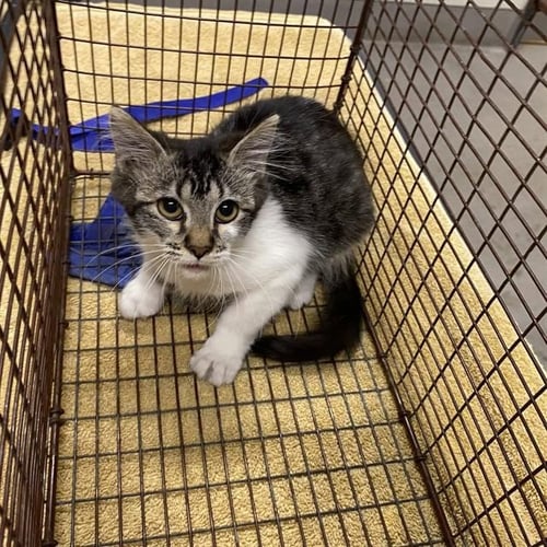 A614904 - Domestic Long Hair available for adoption