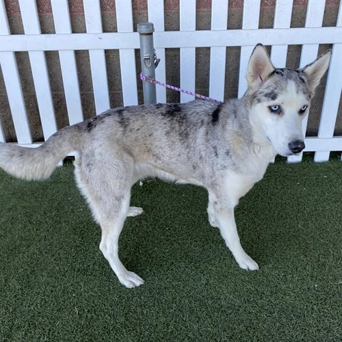*BRYNN - Siberian Husky available for adoption