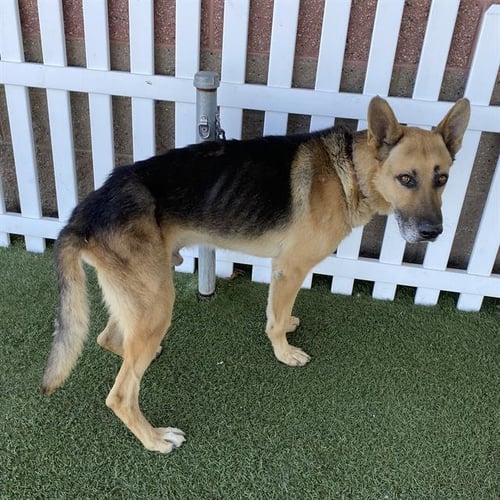 *BUDDY - German Shepherd Dog available for adoption