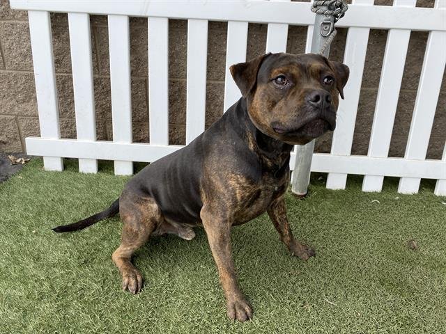 MALI - Pit Bull Terrier available for adoption