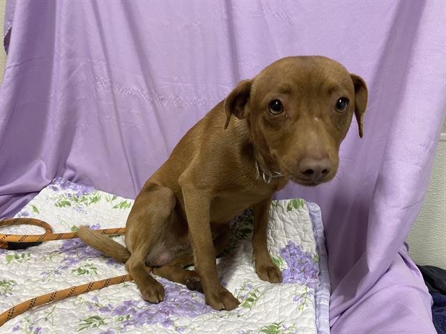 A606841 - Chihuahua available for adoption