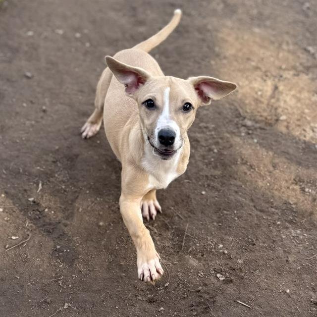 MATTIE - Pit Bull Terrier / Chihuahua available for adoption