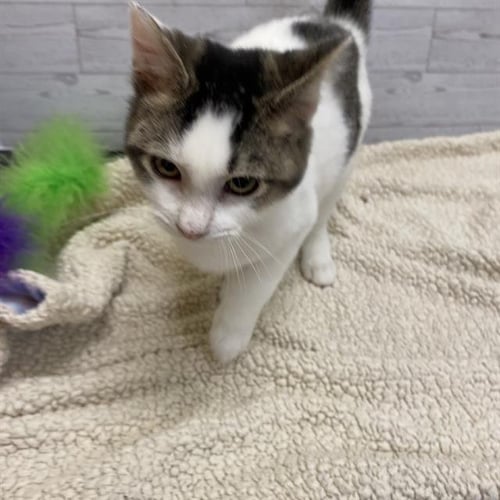 A613119 - Domestic Medium Hair available for adoption