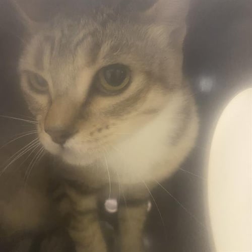 A613018 - Domestic Short Hair available for adoption