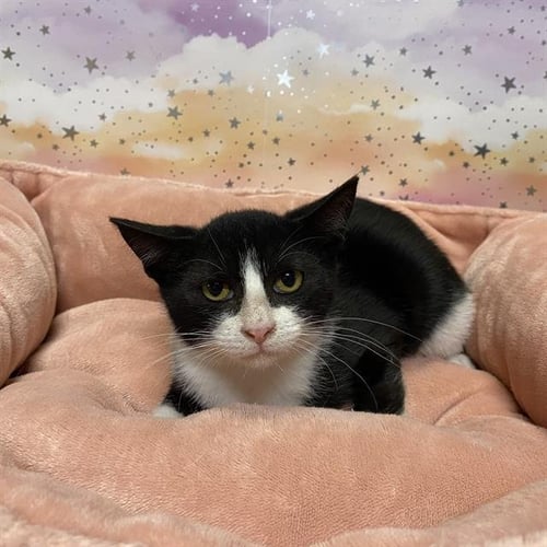 PANDA - Domestic Short Hair for adoption in Modesto