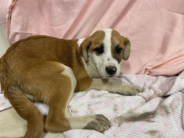 A607303 - Saint Bernard available for adoption