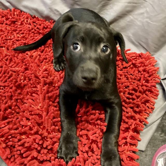 A606680 - Pit Bull Terrier available for adoption