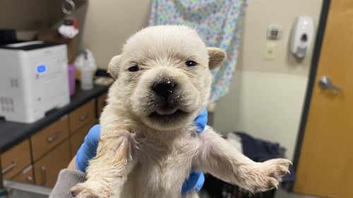 A608686 - Chihuahua available for adoption