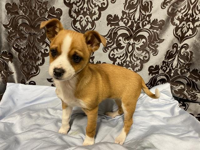 A607699 - Chihuahua available for adoption