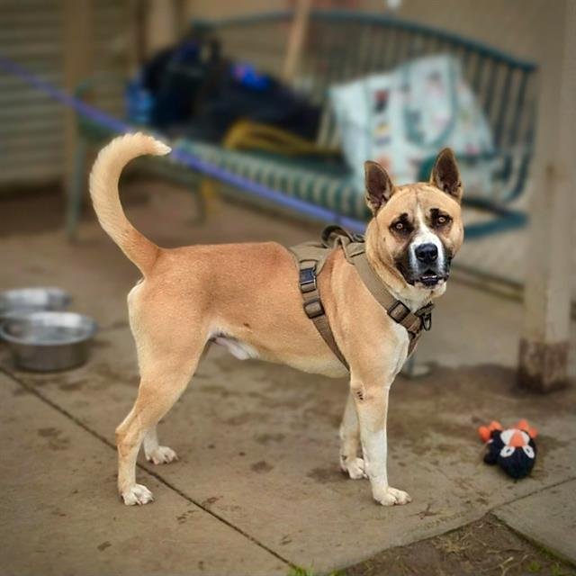 TAZ - Akita available for adoption