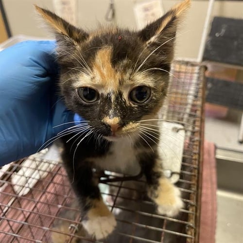 A614575 - Domestic Short Hair available for adoption