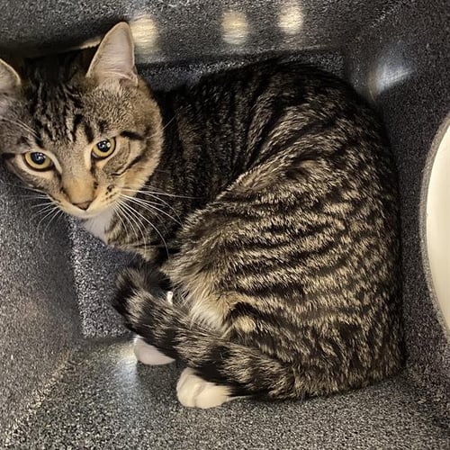 A613027 - Domestic Short Hair available for adoption