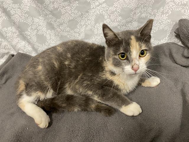 *MILLIE - Domestic Short Hair available for adoption