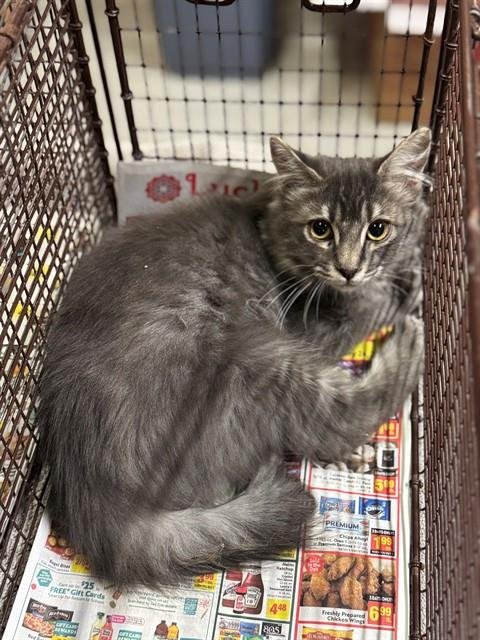 PUPPET - Domestic Short Hair available for adoption