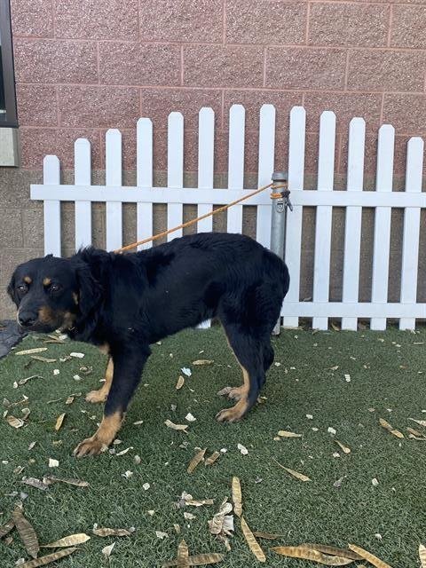 *RUBY - Rottweiler available for adoption