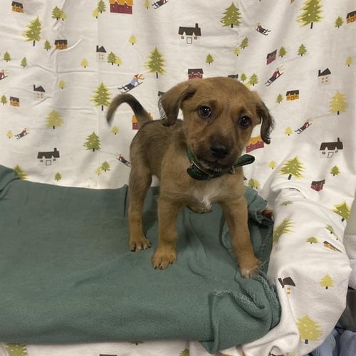 A614411 - Border Terrier available for adoption