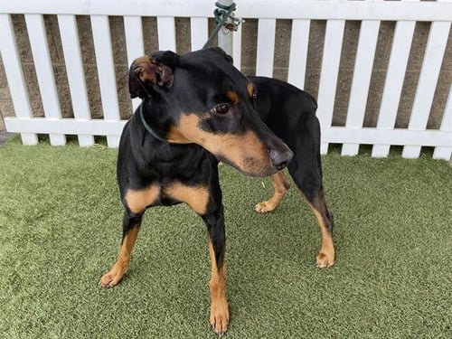 ATHENA - Doberman Pinscher available for adoption