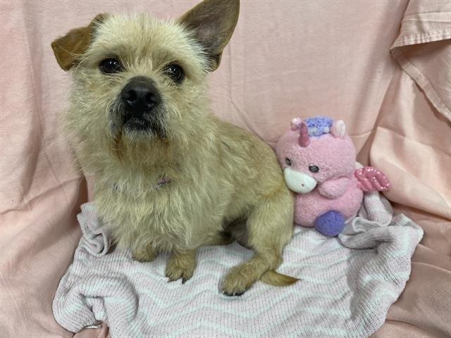 A607156 - Cairn Terrier available for adoption