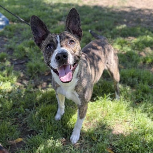 *SOCKS - Staffordshire Bull Terrier for adoption in Modesto