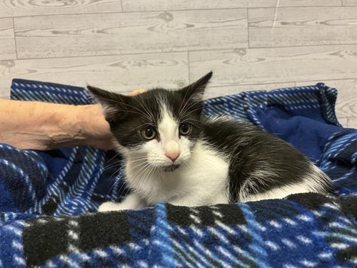 BOOTS - Domestic Short Hair for adoption in Modesto