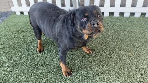*CHUNKS - Rottweiler available for adoption