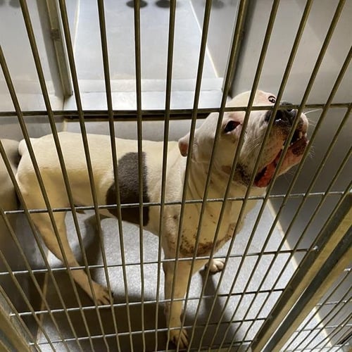 A614300 - Pit Bull Terrier available for adoption