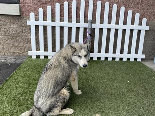 *RIVER - Siberian Husky available for adoption