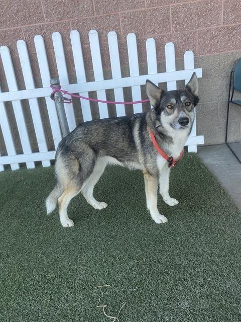 *PADDY - Siberian Husky available for adoption