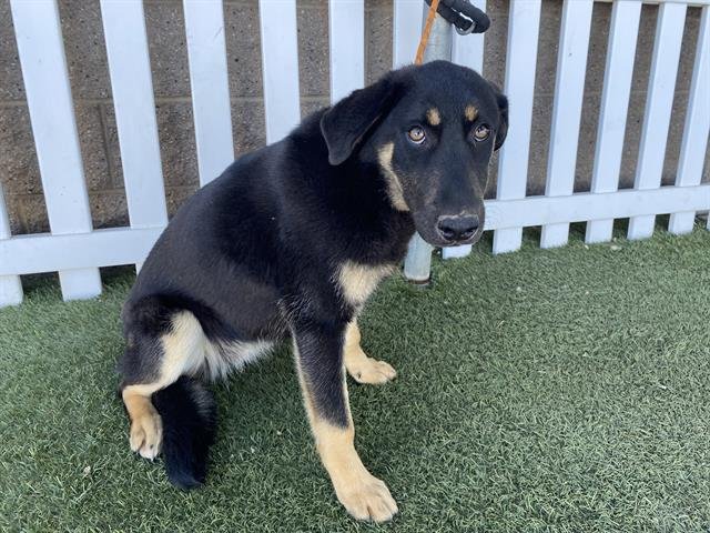 A607623 - German Shepherd Dog available for adoption