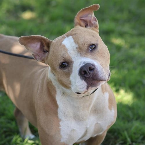 *PANCAKE - Staffordshire Bull Terrier available for adoption