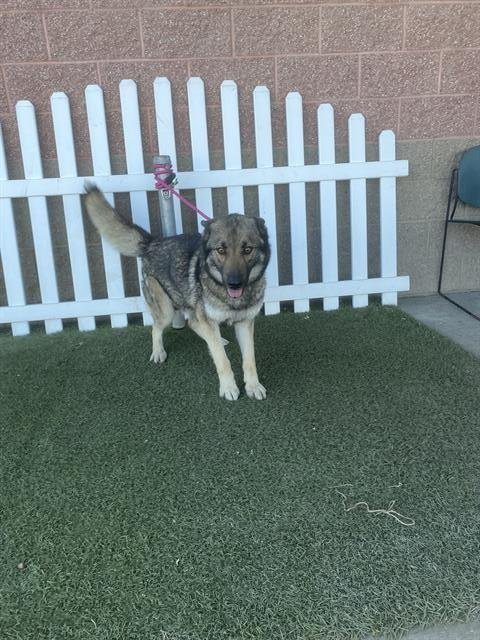 *ASPEN - German Shepherd Dog available for adoption