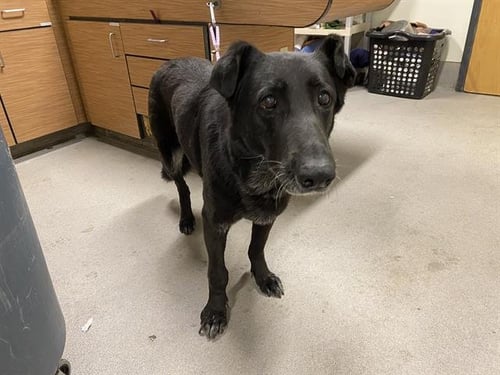 *DOROTHY - German Shepherd Dog available for adoption