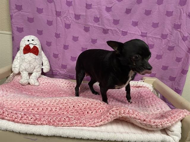 A607356 - Chihuahua available for adoption