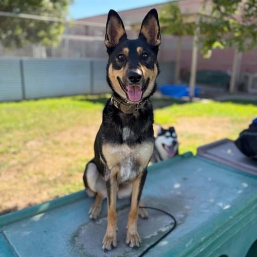 *BUCK - German Shepherd Dog available for adoption