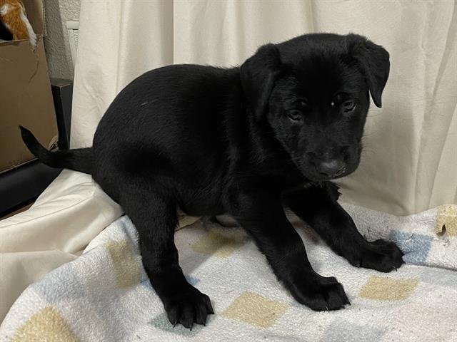 A607850 - Labrador Retriever available for adoption