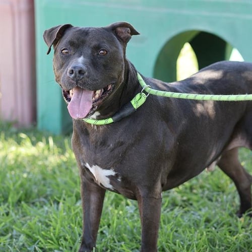 CISCO - Pit Bull Terrier available for adoption