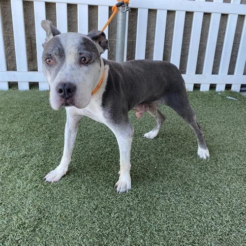 *BETTY - Pit Bull Terrier available for adoption