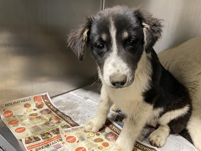 *MYLES - Great Pyrenees / Border Collie available for adoption
