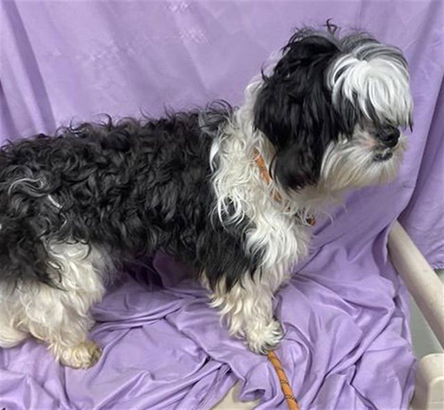 A606903 - Shih Tzu available for adoption
