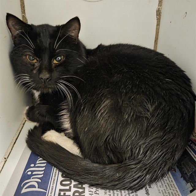 *OLIVER - Domestic Short Hair available for adoption