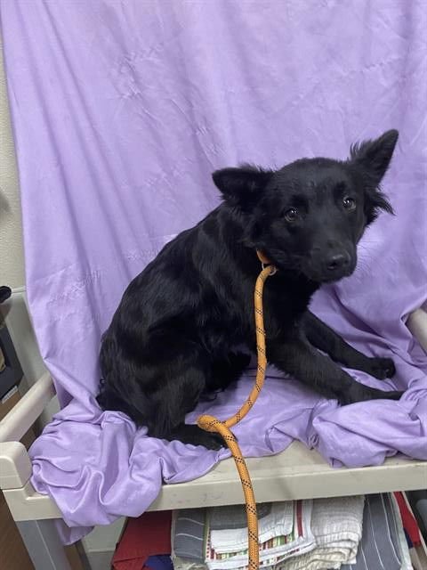 A606902 - Border Collie available for adoption